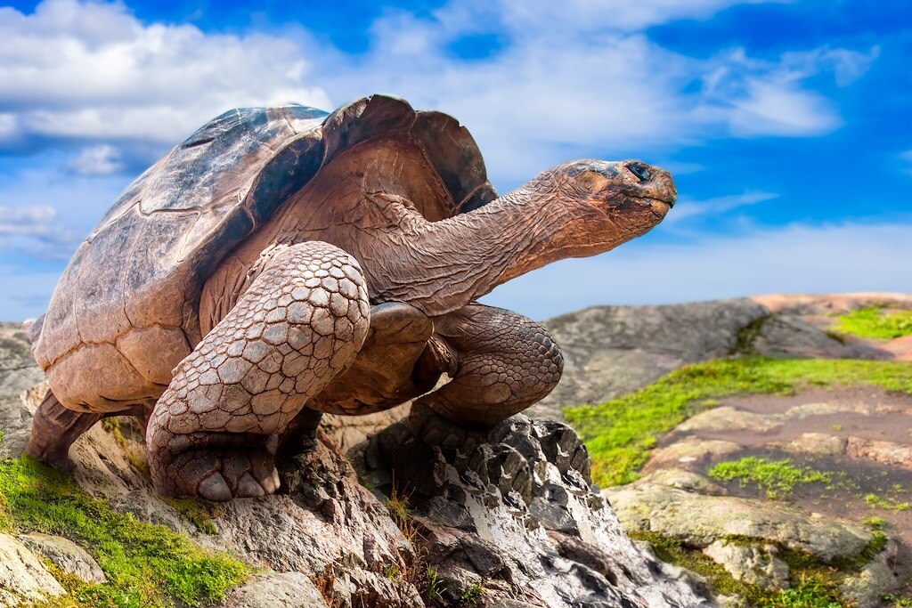 Galápagos