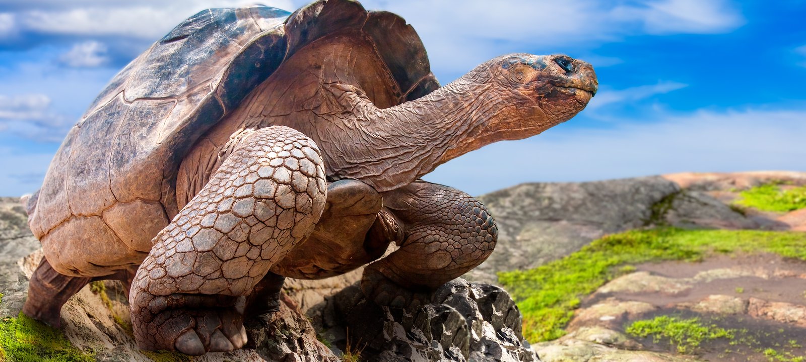 A Galápagos giant tortoise in Ecuador’s Galápagos Islands.
