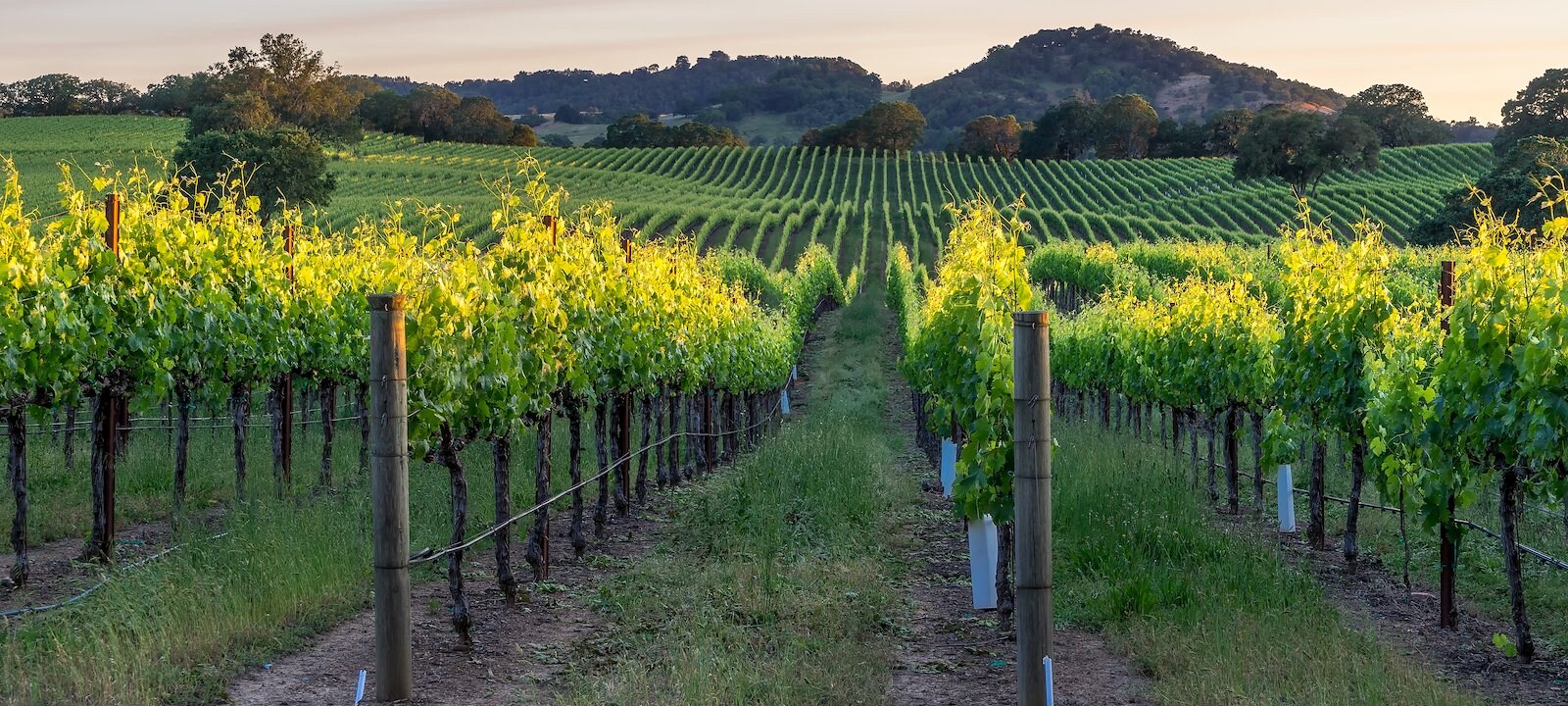 Sunset in one of the many vineyards in Healdsburg.