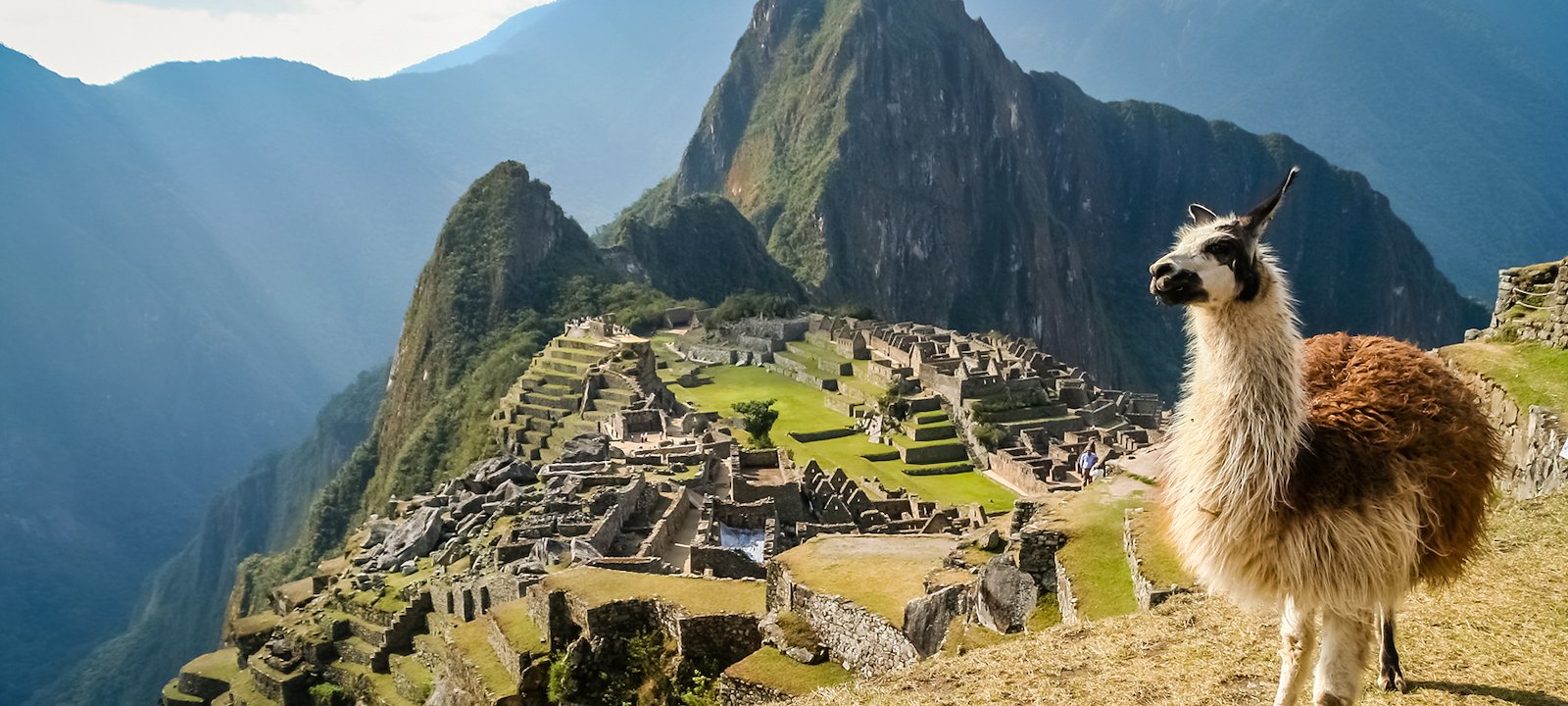 A llama in front of the ancient Inca town of Machu Picchu.