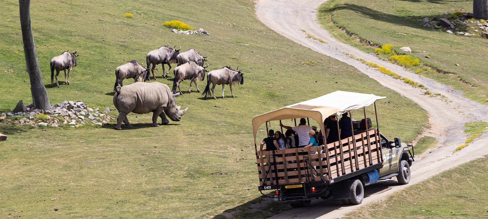 A wildlife safari drives near a herd of wildebeest at the San Diego Zoo Safari Park.