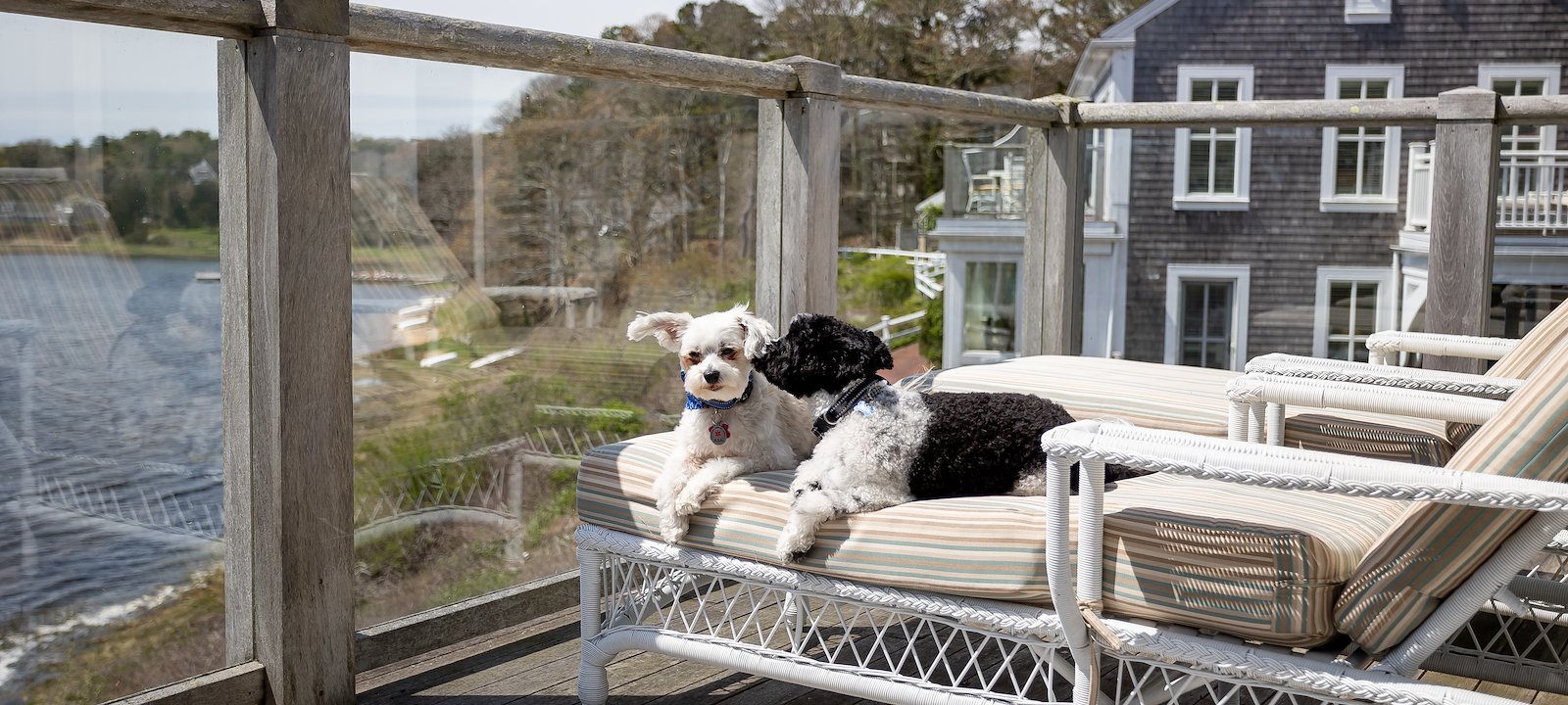 Ted and Jiggs know how to relax after a long walk