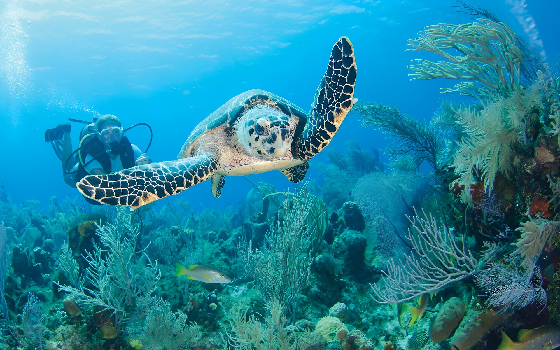 Cayman Large Great Wall East Diving, California