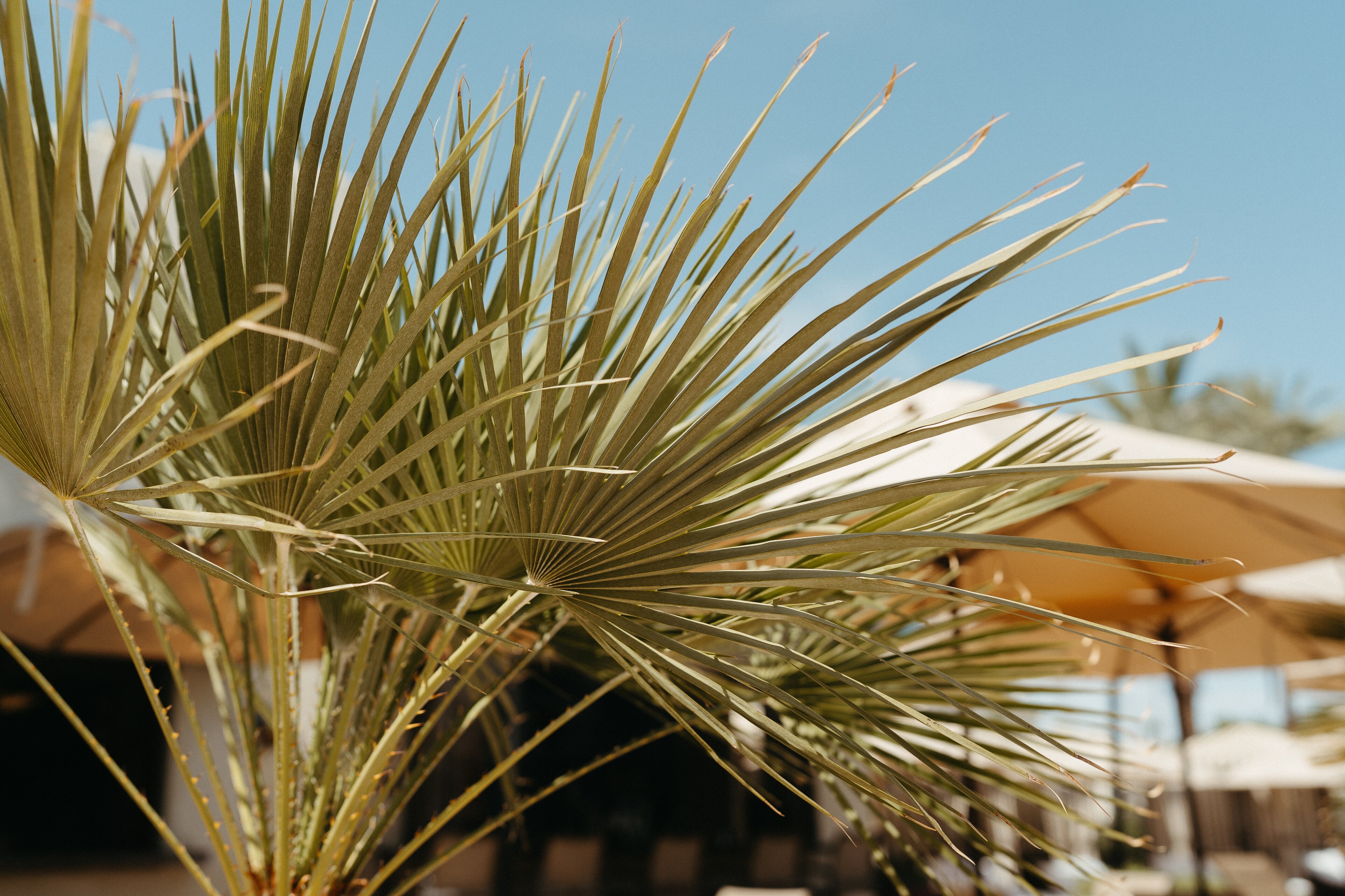 The Wigwam Arizona Make Memories to Last a Lifetime, Litchfield Park