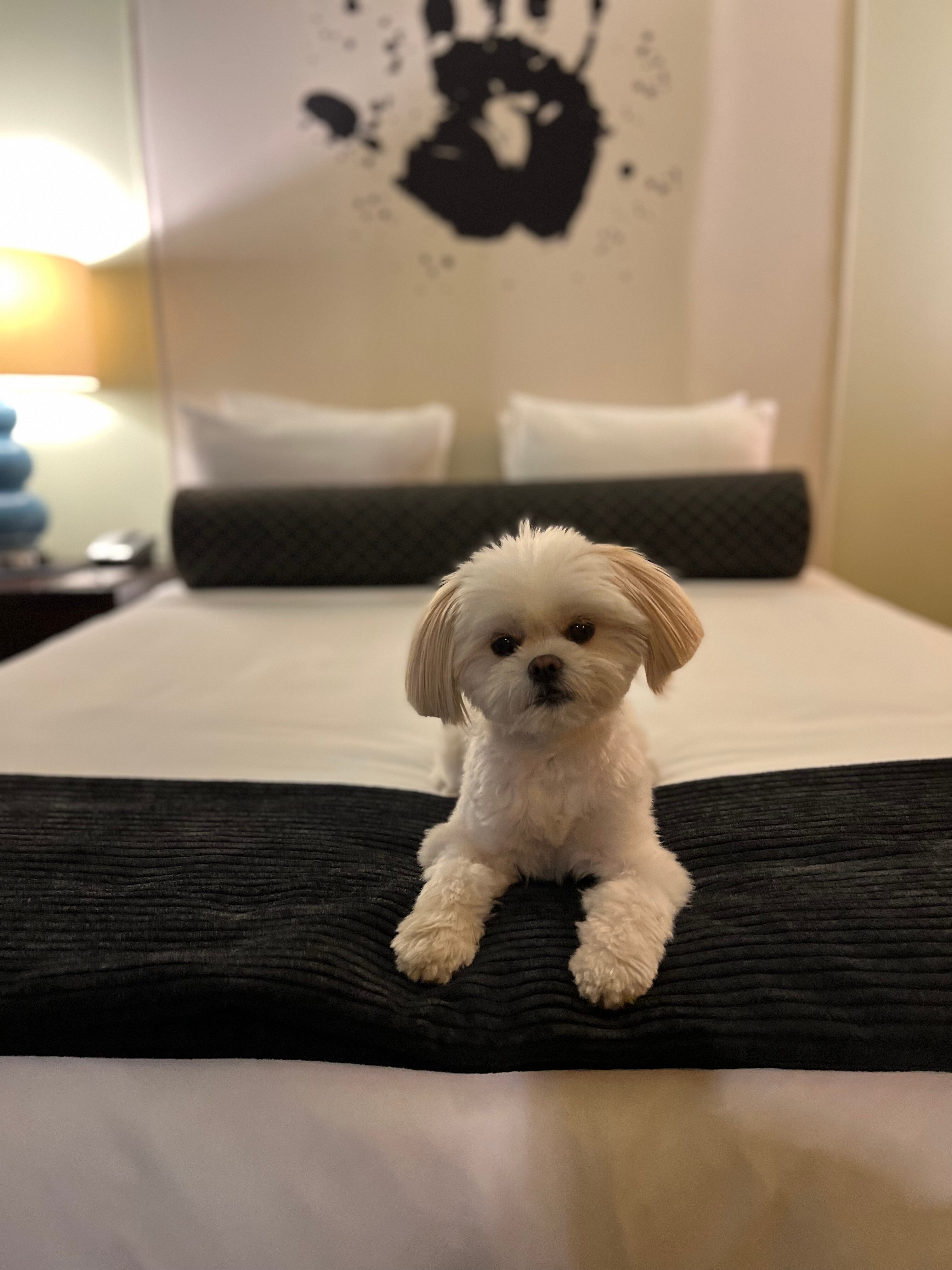 A dog relaxes on the bed at ACME Hotel in Chicago, Illinois.