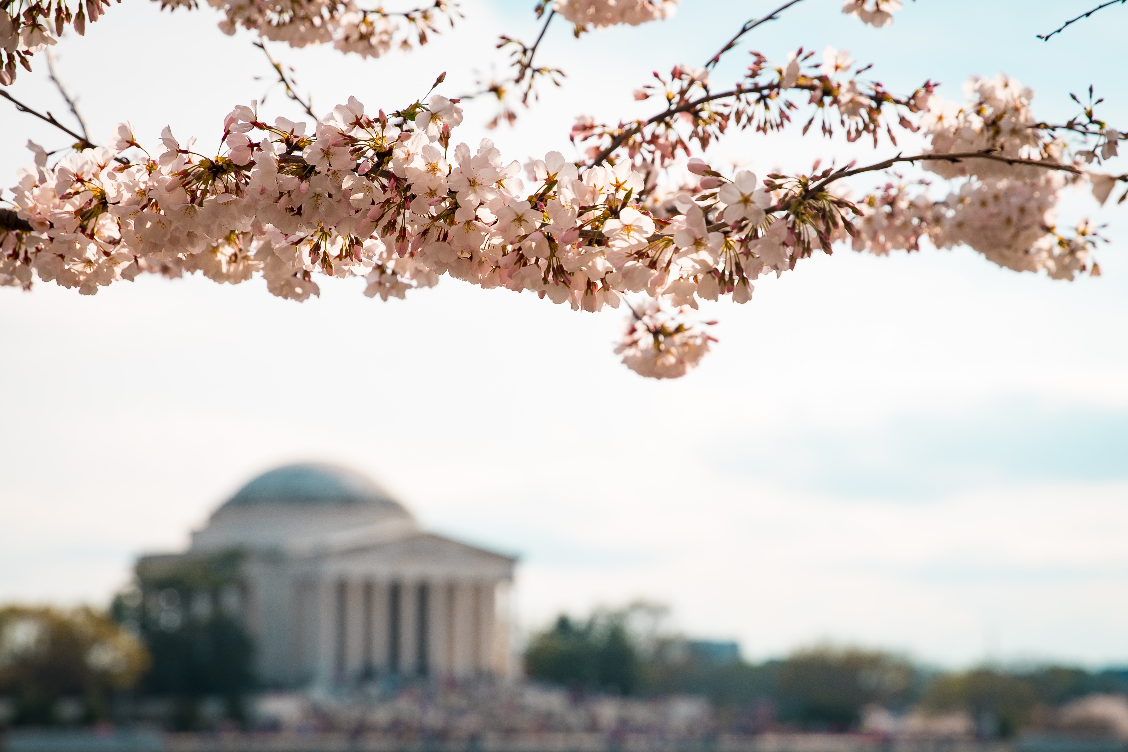 Celebrate Cherry Blossom Season in Washington, D.C.