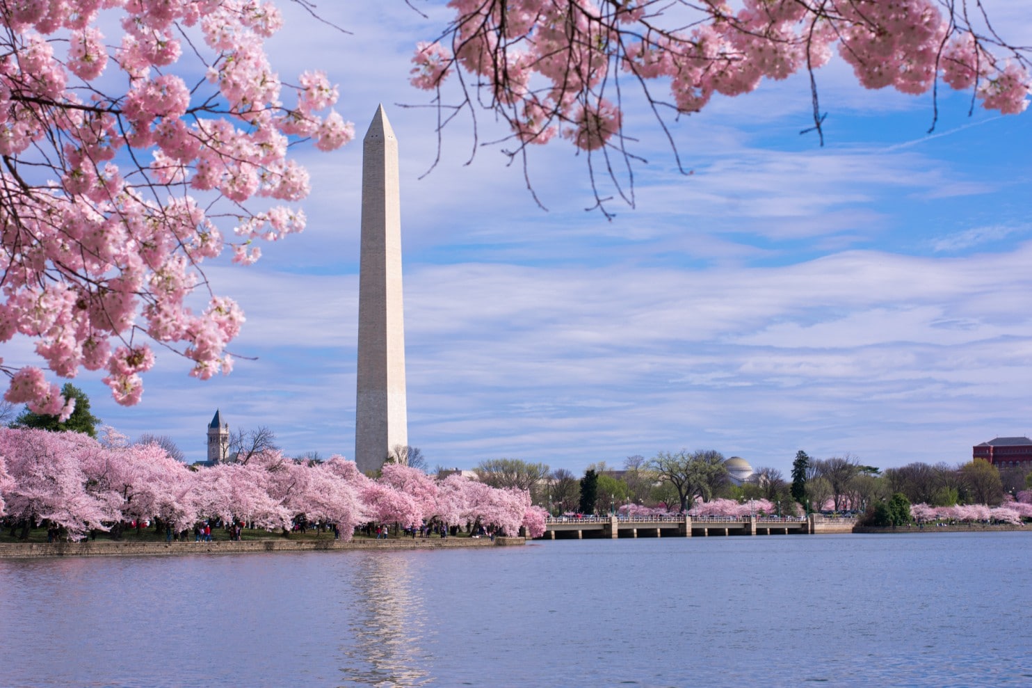 The Washington Monument stands tall amidst blooming cherry blossoms and a serene body of water.