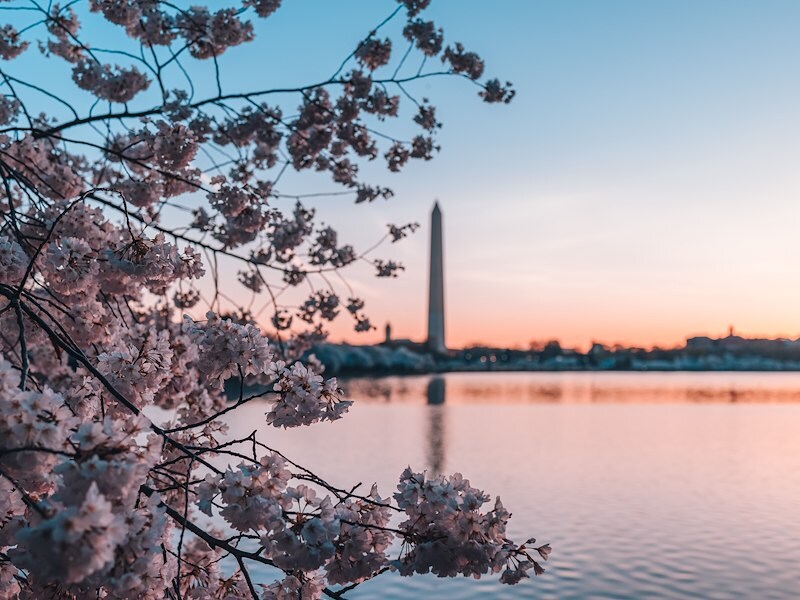 Cherry blossoms in peak bloom frame the Washington Monument at sunrise over the Tidal Basin, D.C.