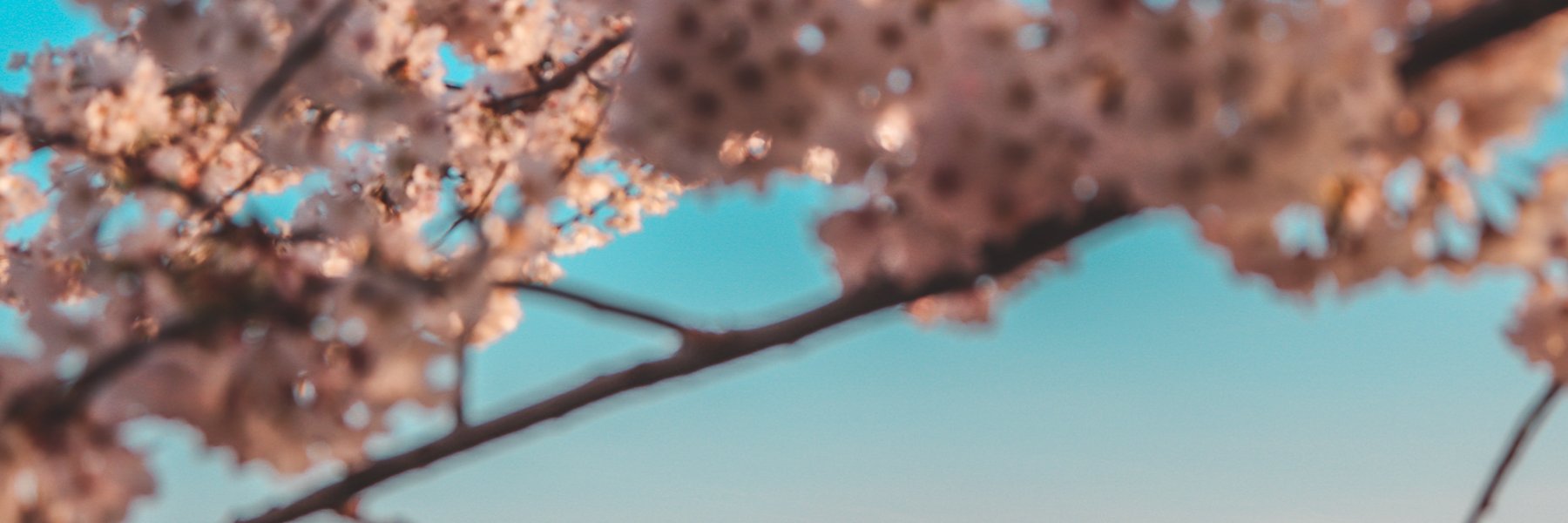 Cherry Blossom Season