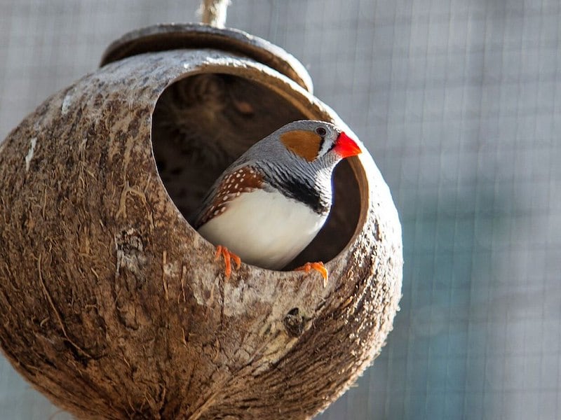 A bird in a coconut shell