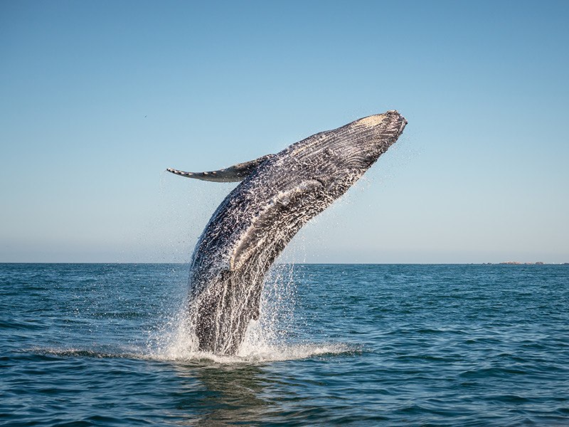 A whale jumping out of the water