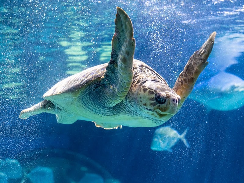 Historic Key West Aquarium