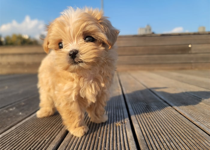 dog walking
