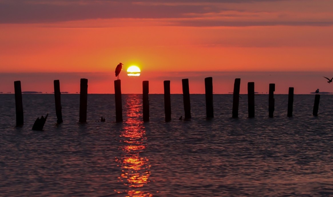 Forest View - Amenities and Services