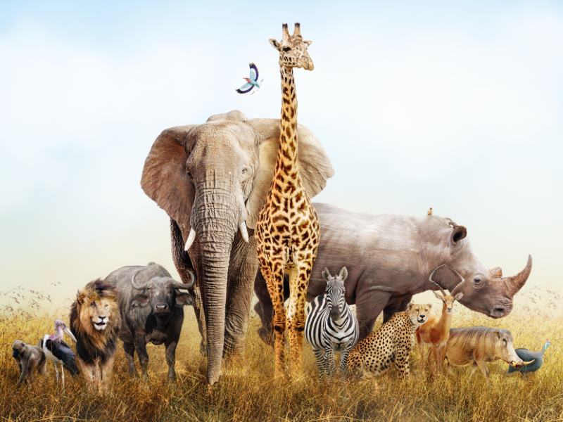Safari Adventure Week