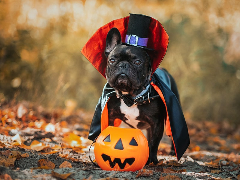 Happy Haunting Week