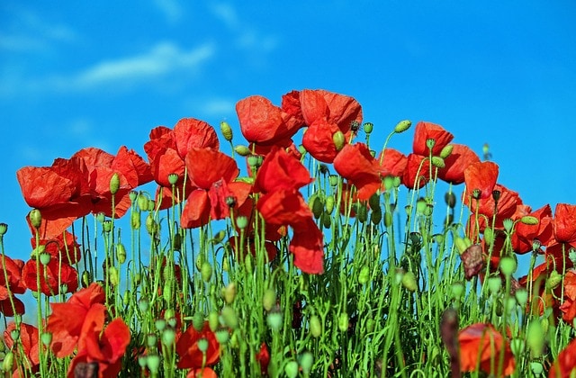 Patriotic Remembrance