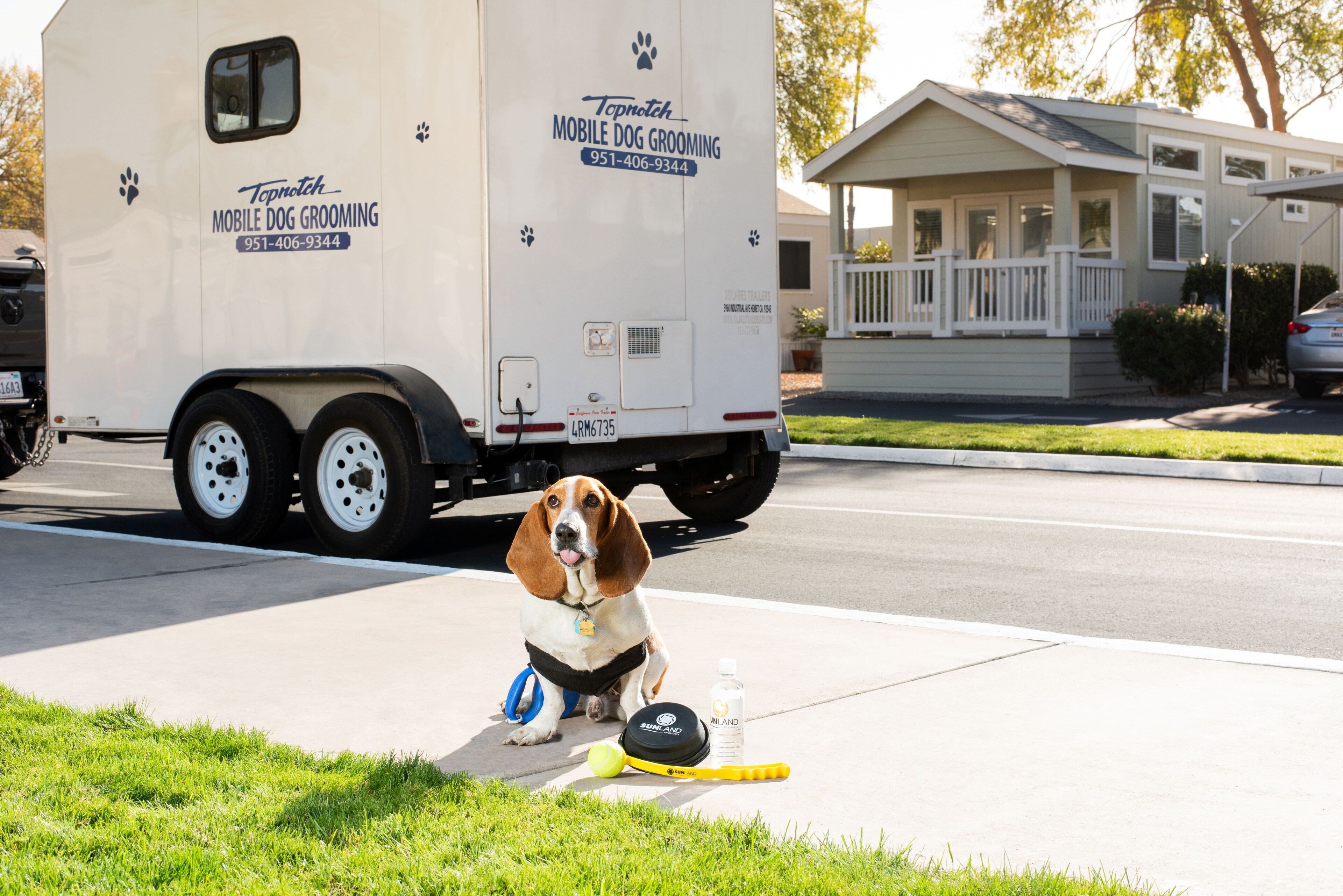 Pet Friendly sitting calmly on the sidewalk Golden Village Palms RV Resort - Hemet California