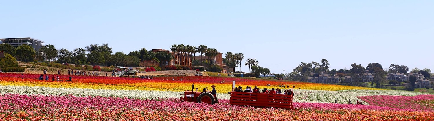 Carlsbad Flowers Field in California near Escondido RV Resort