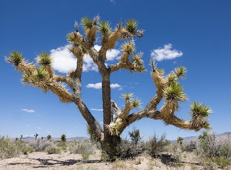 Joshua Tree, California