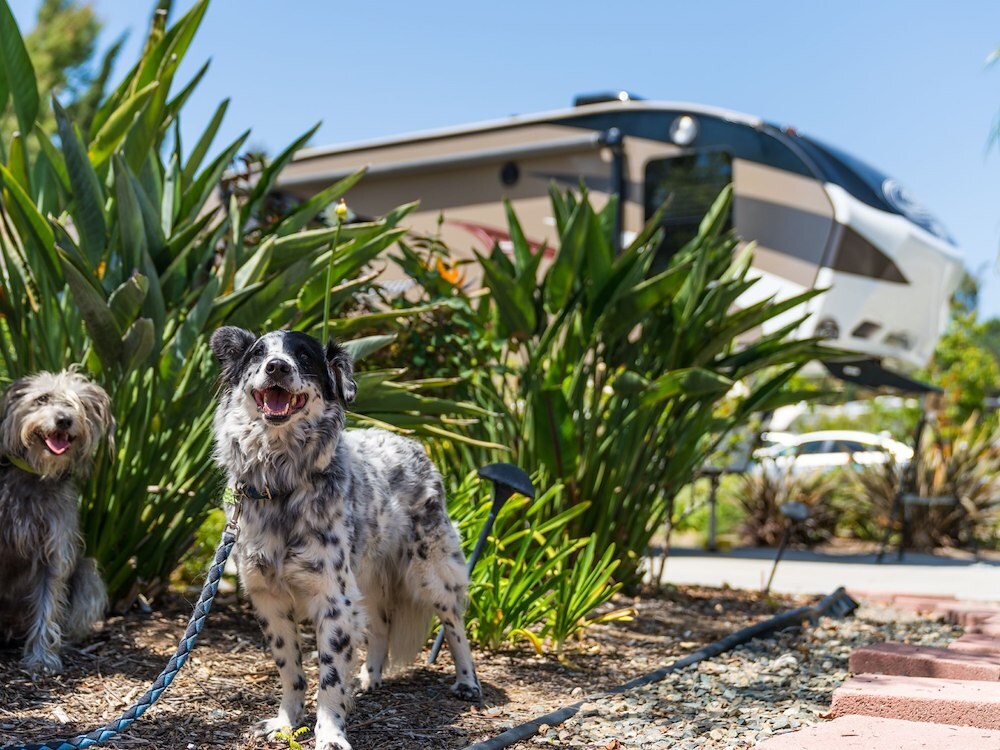 San Diego RV Resort Photos Escondido RV Resort Sunland