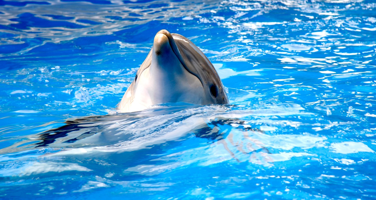 SeaWorld and Disney World Resort at Florida 