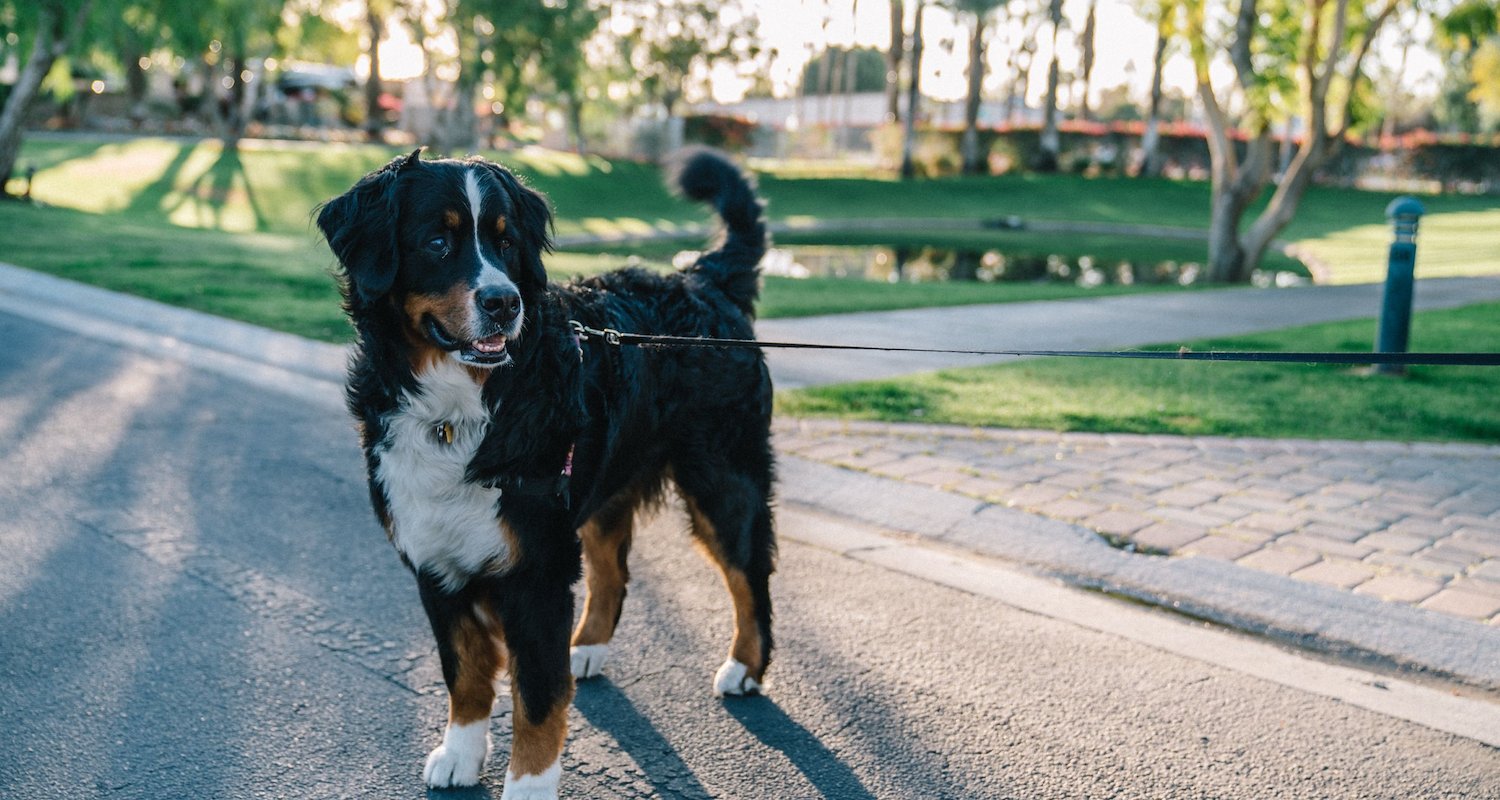 Pet Friendly Resorts at Sunland RV Resorts La Jolla, California