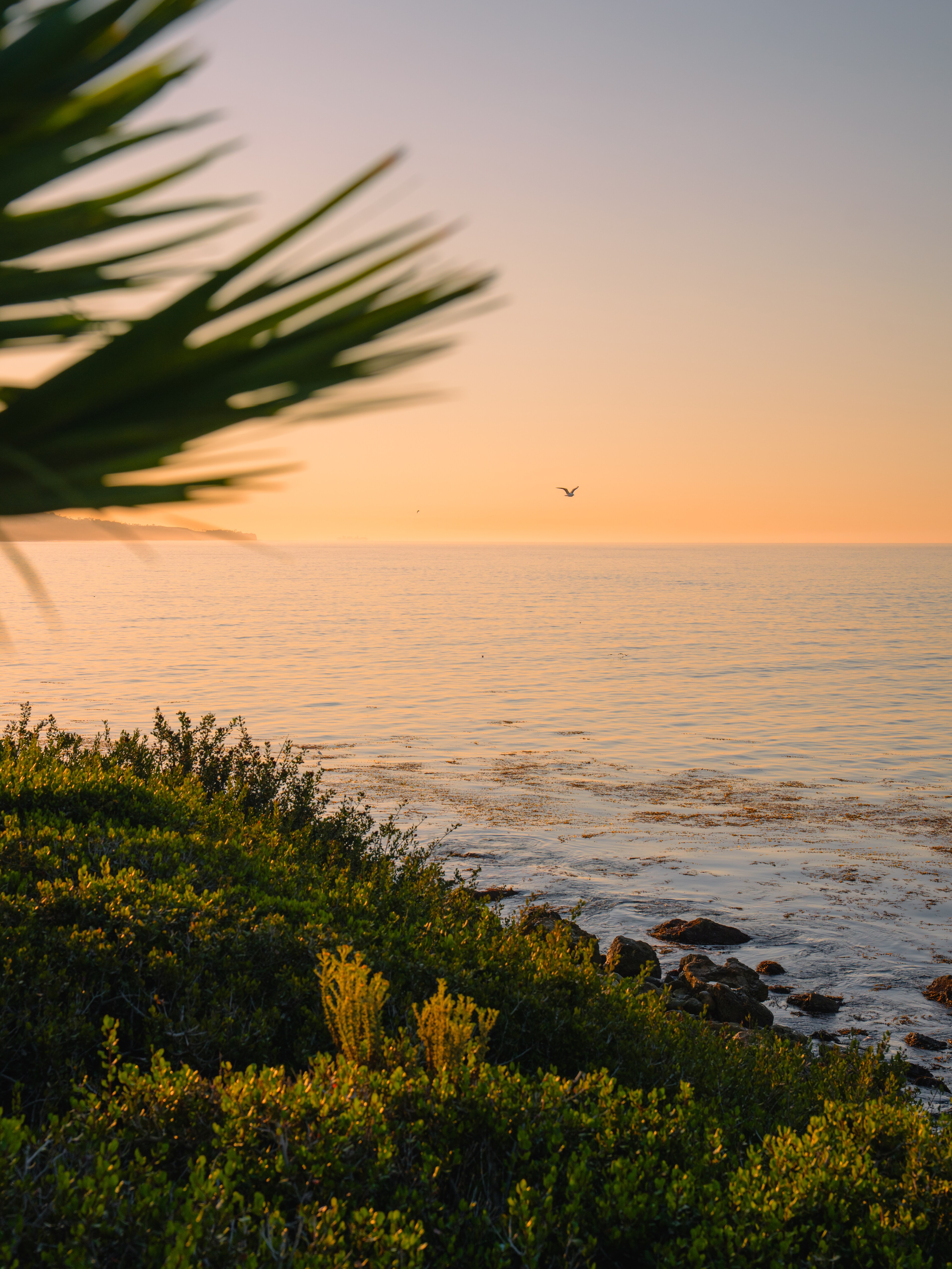 California Calling – Terranea Shines