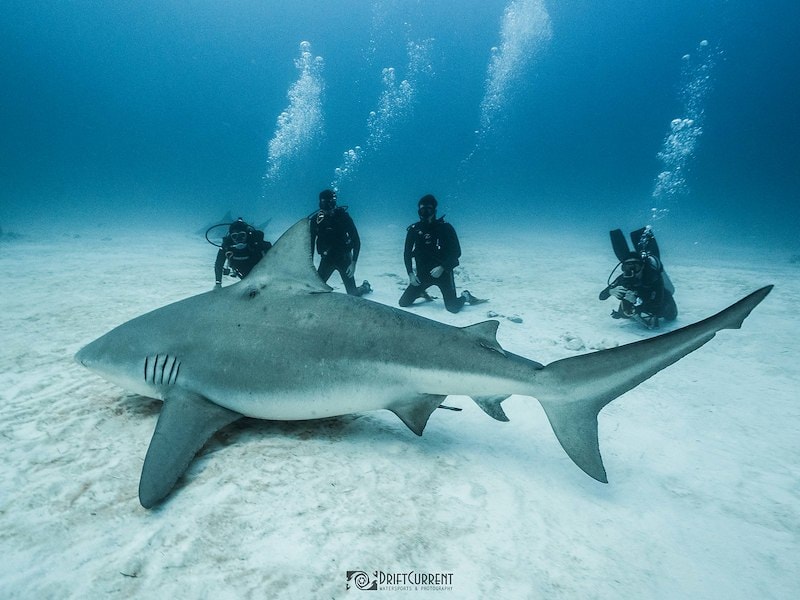 A group of scuba divers and a shark