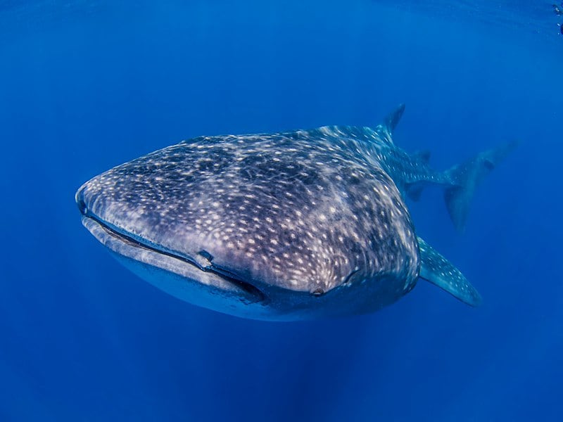 Snorkeler swimming beside a whale shark in Playa del Carmen waters.