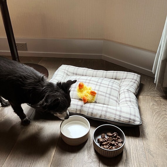 Paw Package at The Evelyn, New York