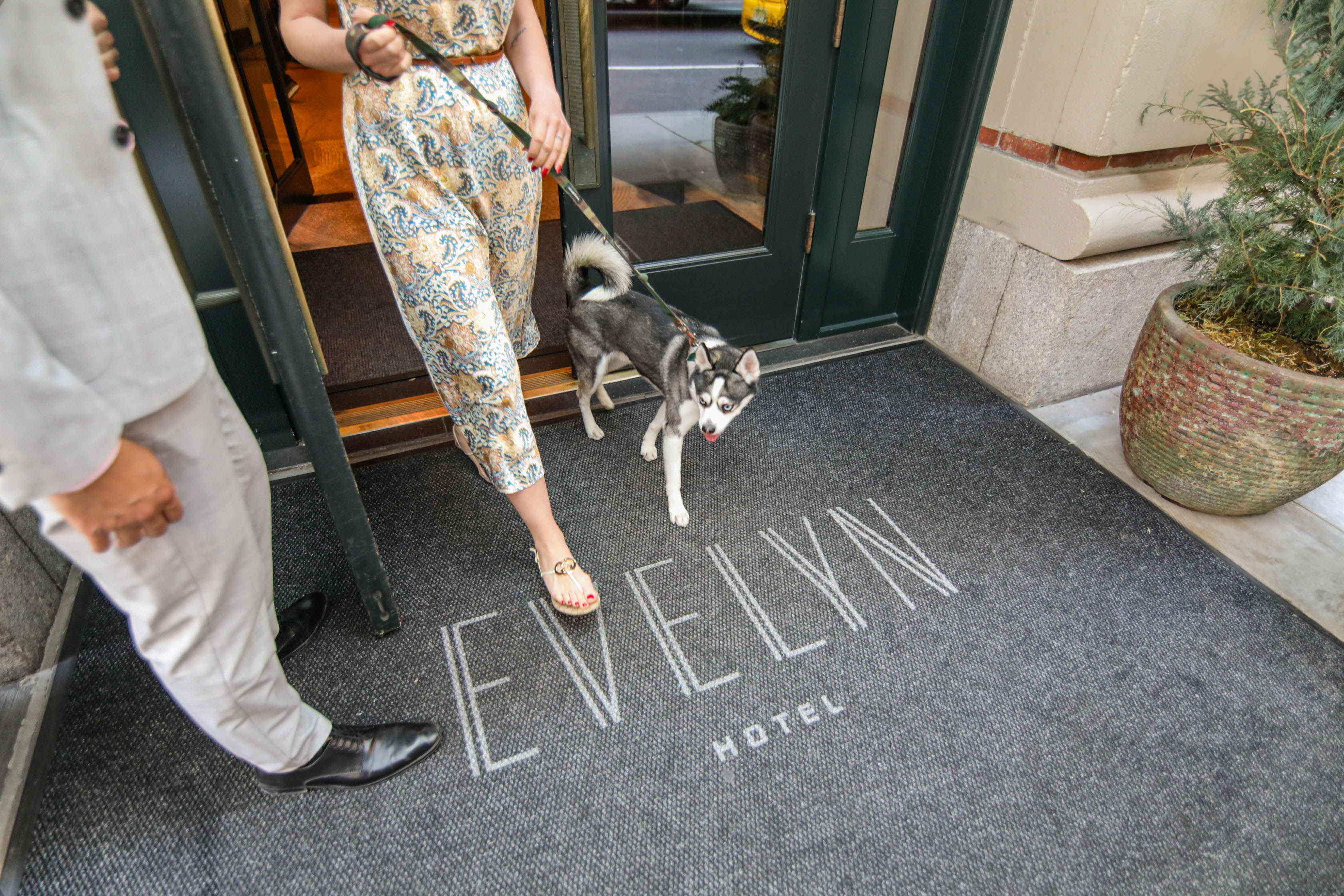 A Place for Your Pup at The Evelyn, NYC, New York