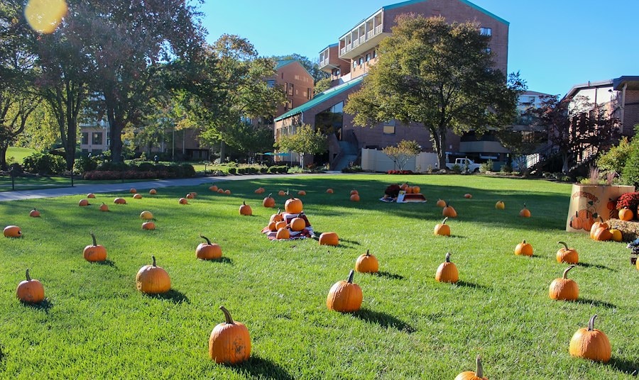 A group of pumpkins in a grassy area