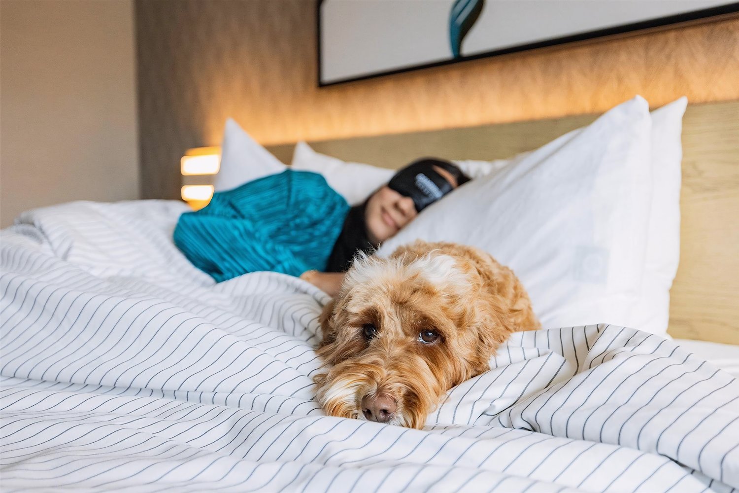 Showcasing Comfort and Relaxation in Bed at the Cambria Hotel Burbank Airport
