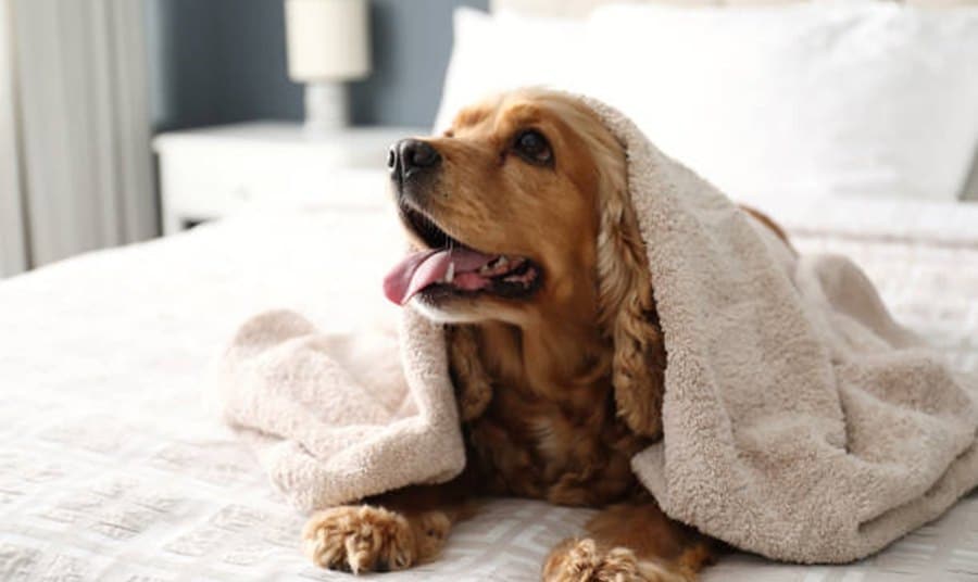 Pet-Friendly Travel: Enjoying Calabasas with Your Furry Friends