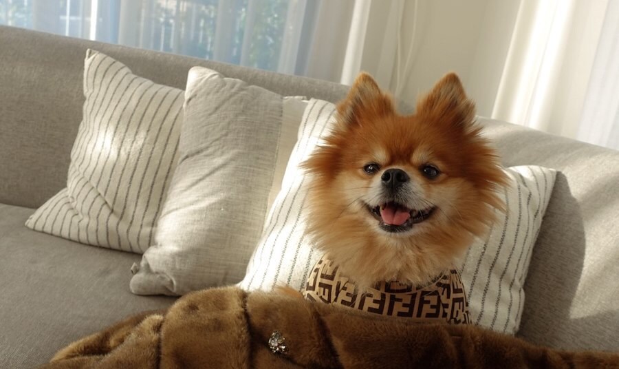 Cute Puppy at Pet-Friendly Hotel in Calabasas