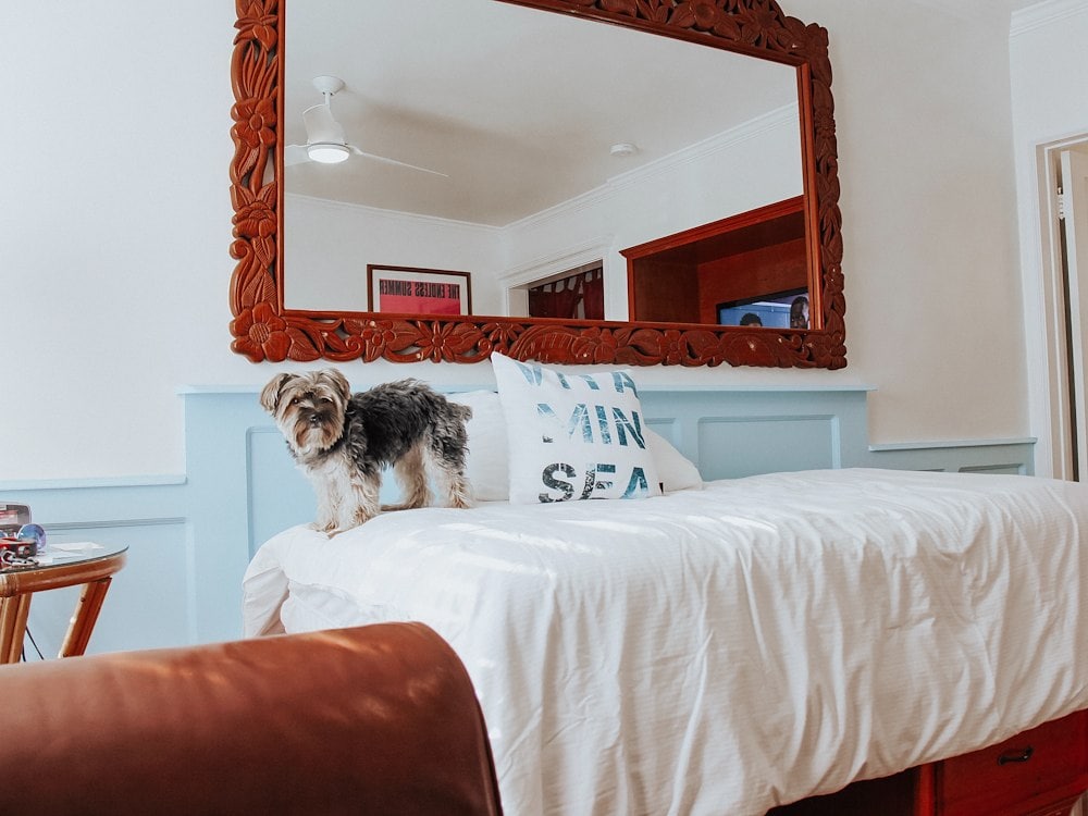 Dog Friendly Stays at Sea Blue Hotel, Santa Monica, California