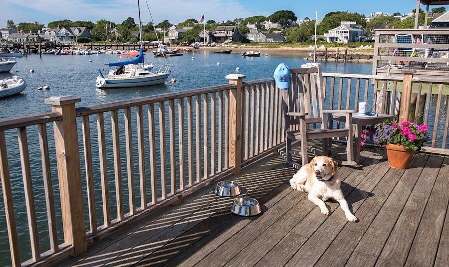 A Dog's World - Vacation Time