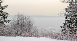 Snow-covered landscape with bare trees and evergreen pines on either side