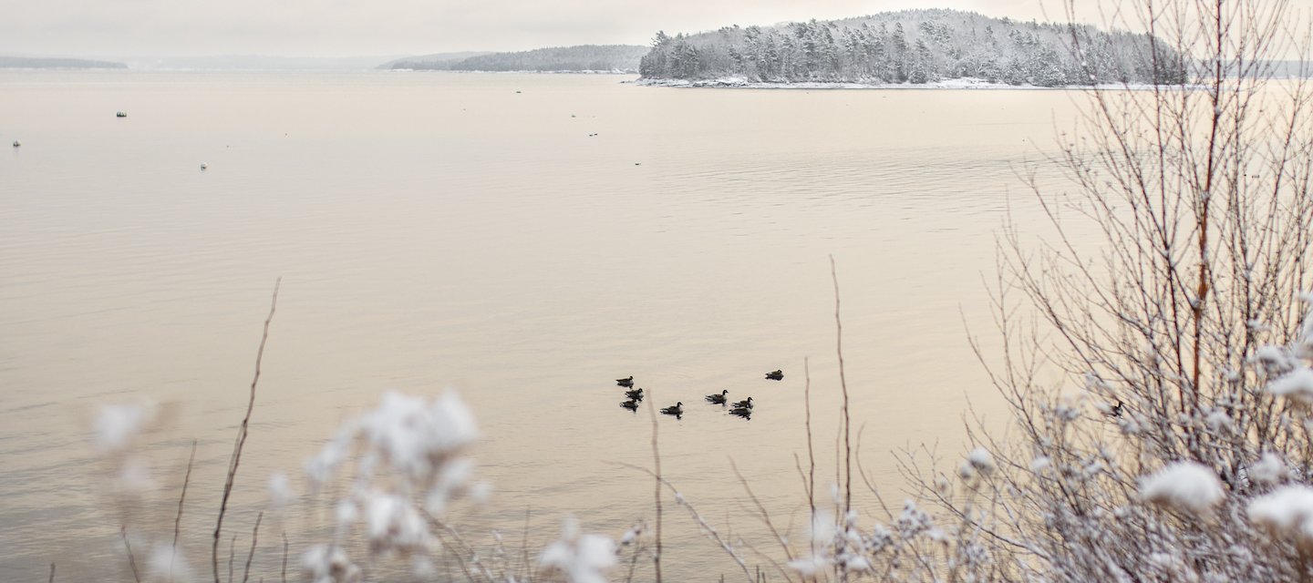 A serene winter scene with ducks swimming on a calm lake, surrounded by snow-covered shrubs