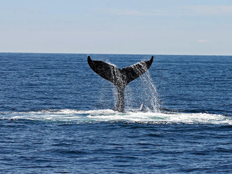 Whale Watching in Bar Harbor: A Top Adventure Near The Bayview Hotel