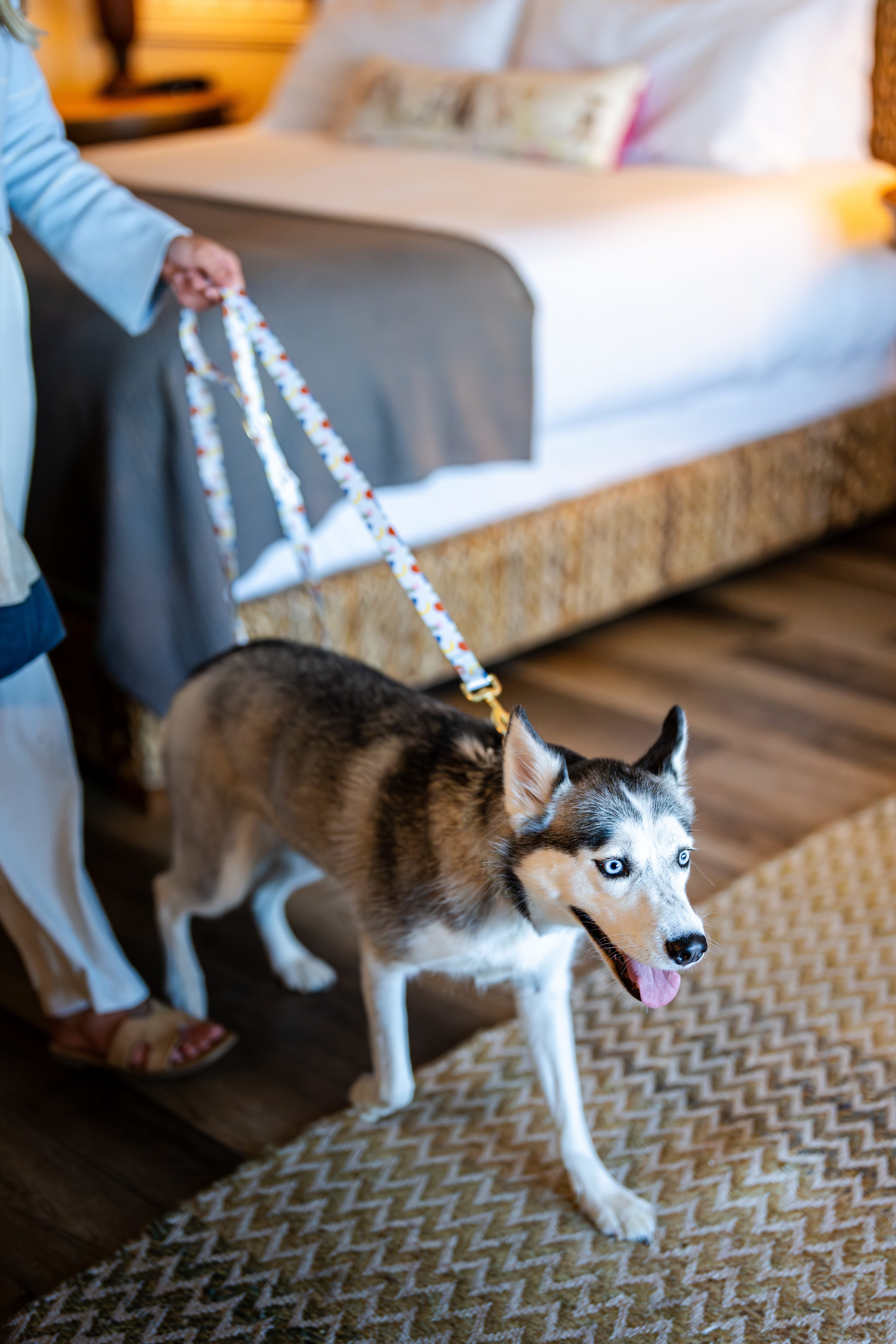 Pet-Friendly Bar Harbor Activities