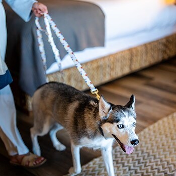 Pet-Friendly Stays at The Bayview Hotel, Bar Harbor, Maine