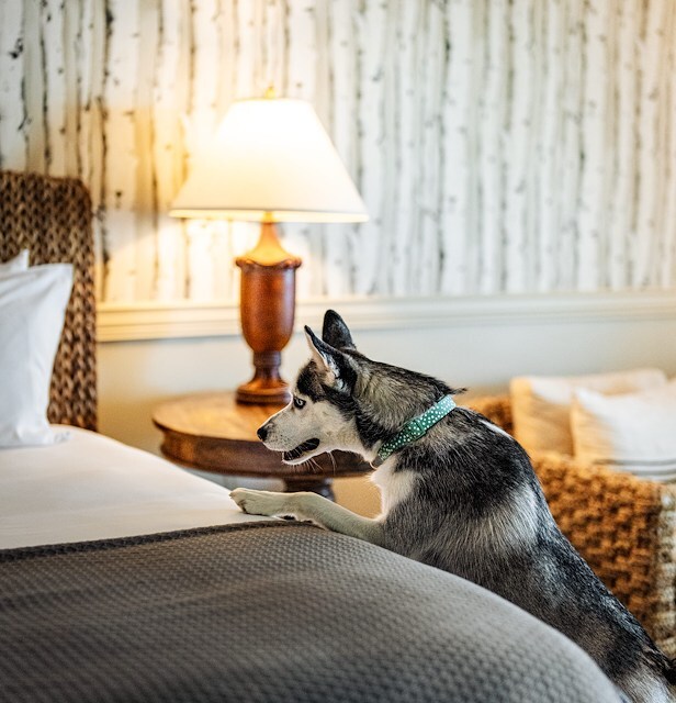 Pet Policies