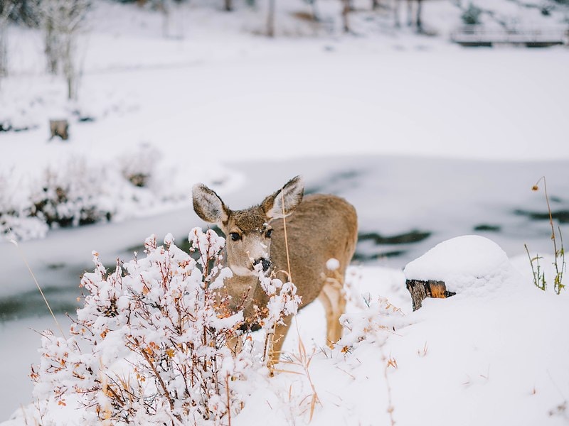 Winter Wildlife Guide at YMCA of the Rockies - Snow Mountain Ranch