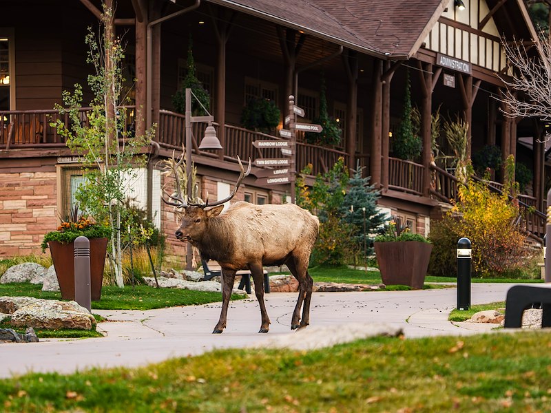 elk at Estes Park Center
