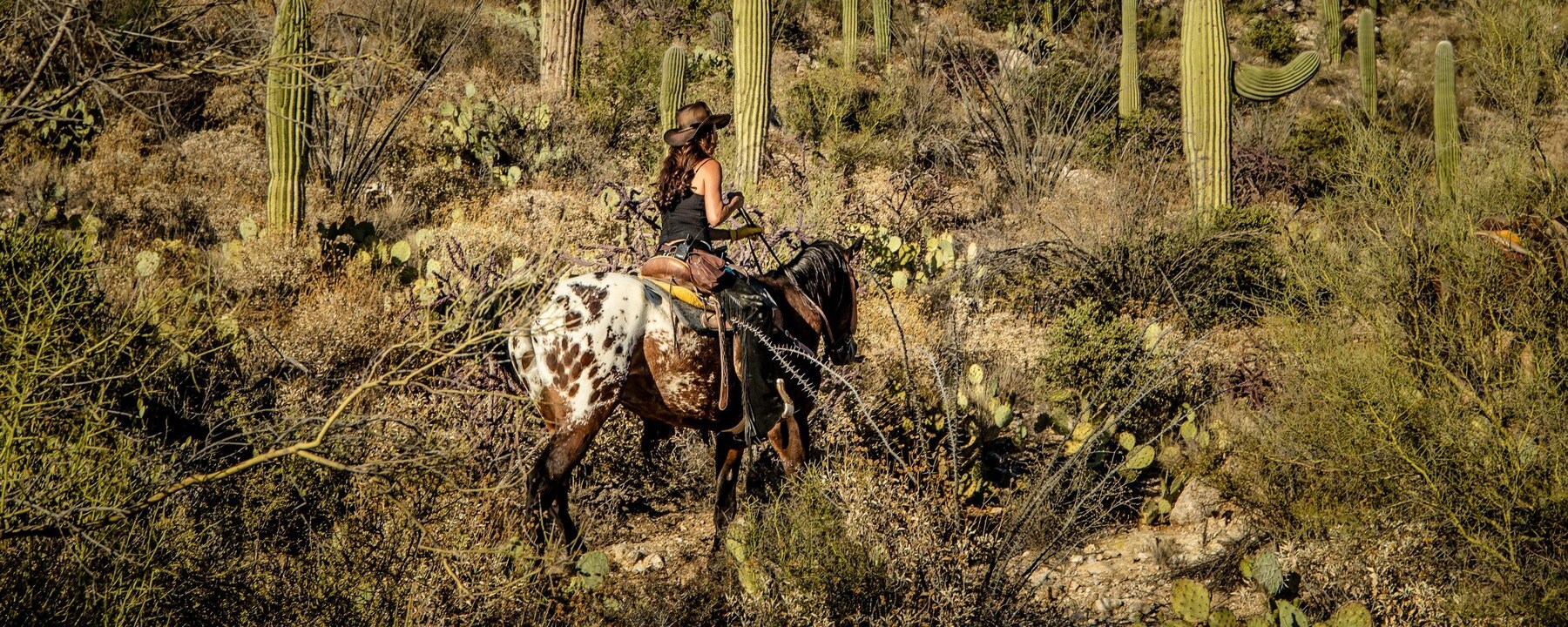 Desert Trails on Horseback at Tanque Verde Ranch, Tucson, Arizona