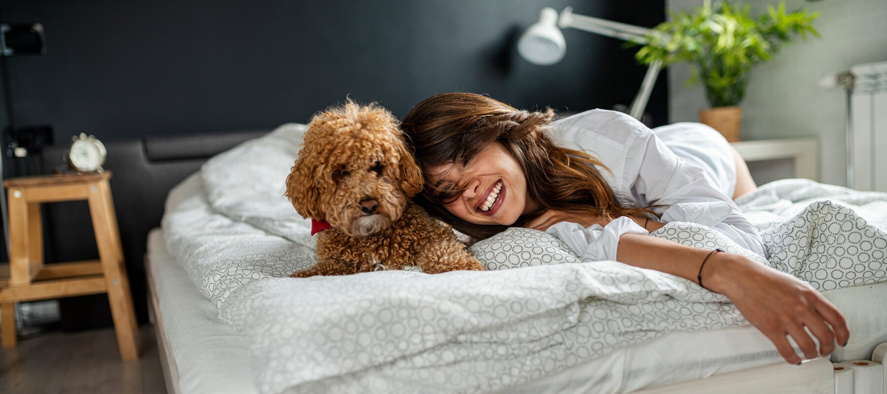 Inviting hotel room featuring a cozy dog bed for furry guests