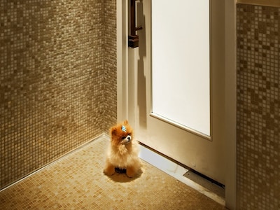 The Muse New York whith dog