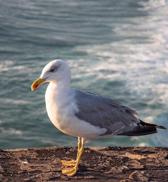 Discover the Algarve in Albufeira
